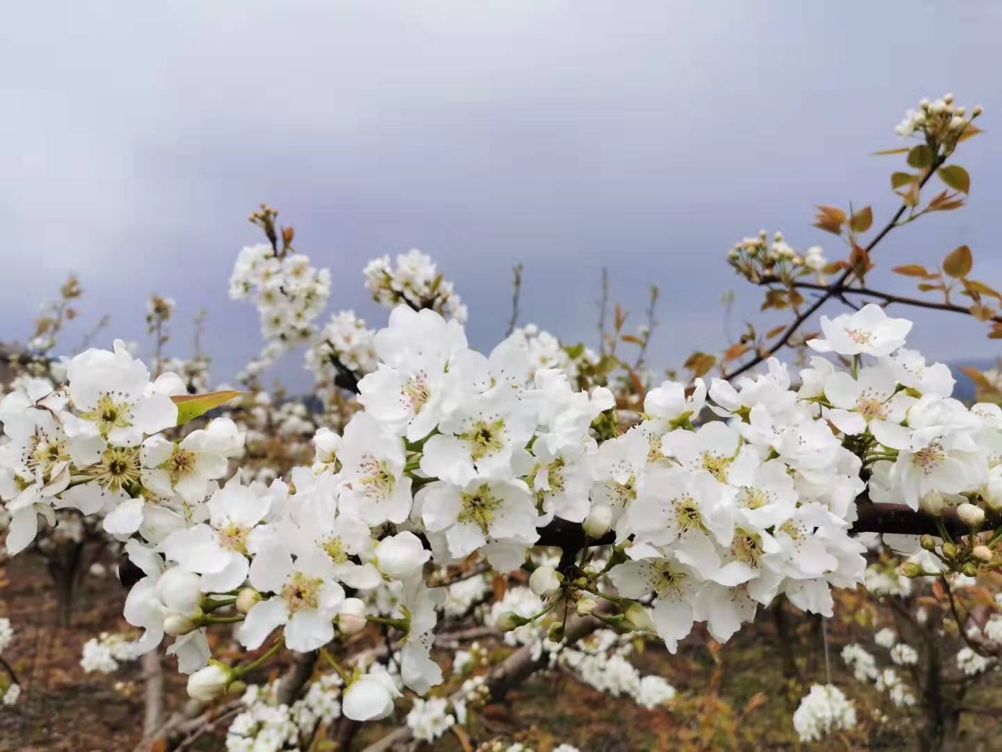 【流年·痕】梨花白，桃花紅（征文·散文）