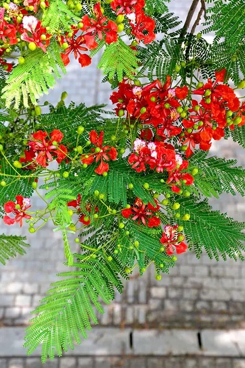 【鳳凰】鳳凰花開的鷺島，一個追花的女子（散文）