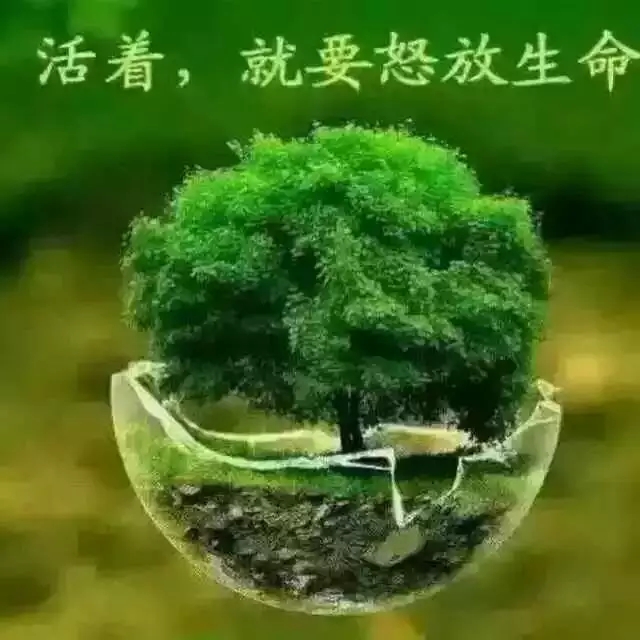 【專欄】我是一把傘