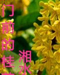 門(mén)前的桂花樹(shù)