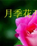 【冰心】月季花開淡淡香（小說）