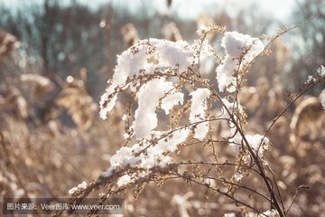 【丹楓】太陽里的雪（詩組）