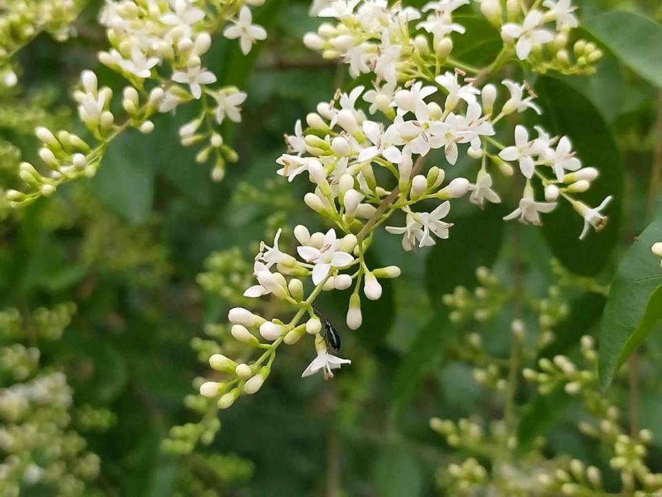 【八一】女貞花（散文）