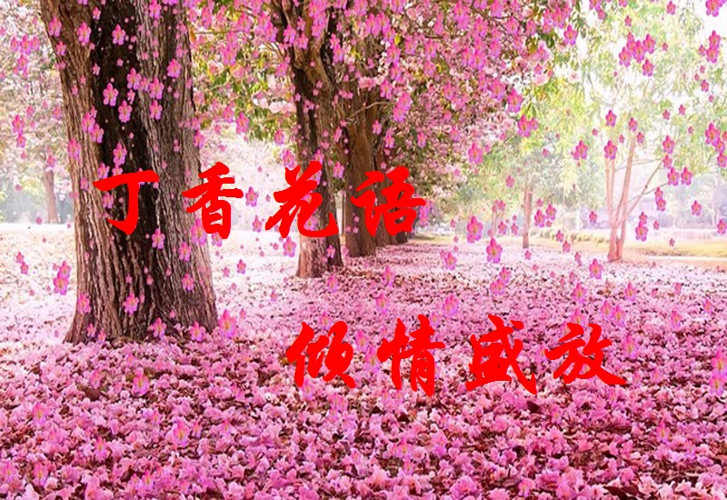 【丁香花語】 致丁香(組詩)