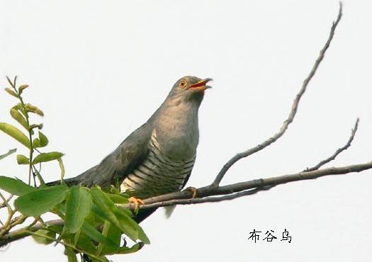 【荷塘“有獎(jiǎng)金”征文】子規(guī)聲里雨如煙（散文）