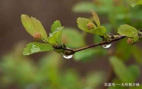 【丹楓】春雨（散文）