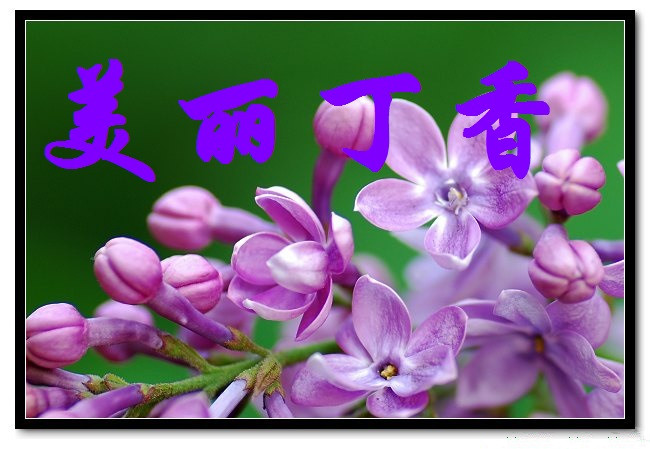 【丁香·那年丁香】今年今日，不變丁香情（詩(shī)歌）