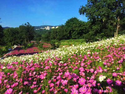 【荷塘】走進花溪谷（散文）