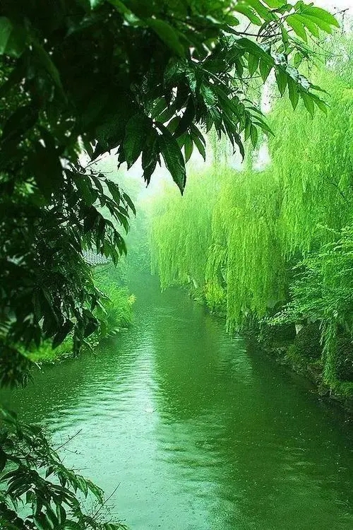 【鳳凰】 聽蟬聽雨聽蟲鳴（散文）