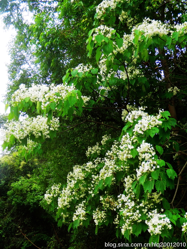 【鳳凰】梧桐花開引鳳來(lái)（散文）