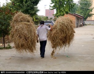 【西風(fēng)】挑稻草（散文）