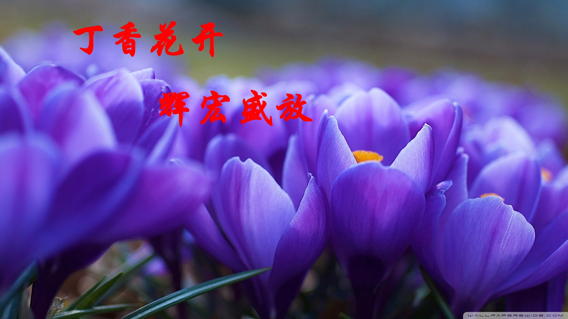 【丁香】又見花開（詩(shī)歌）