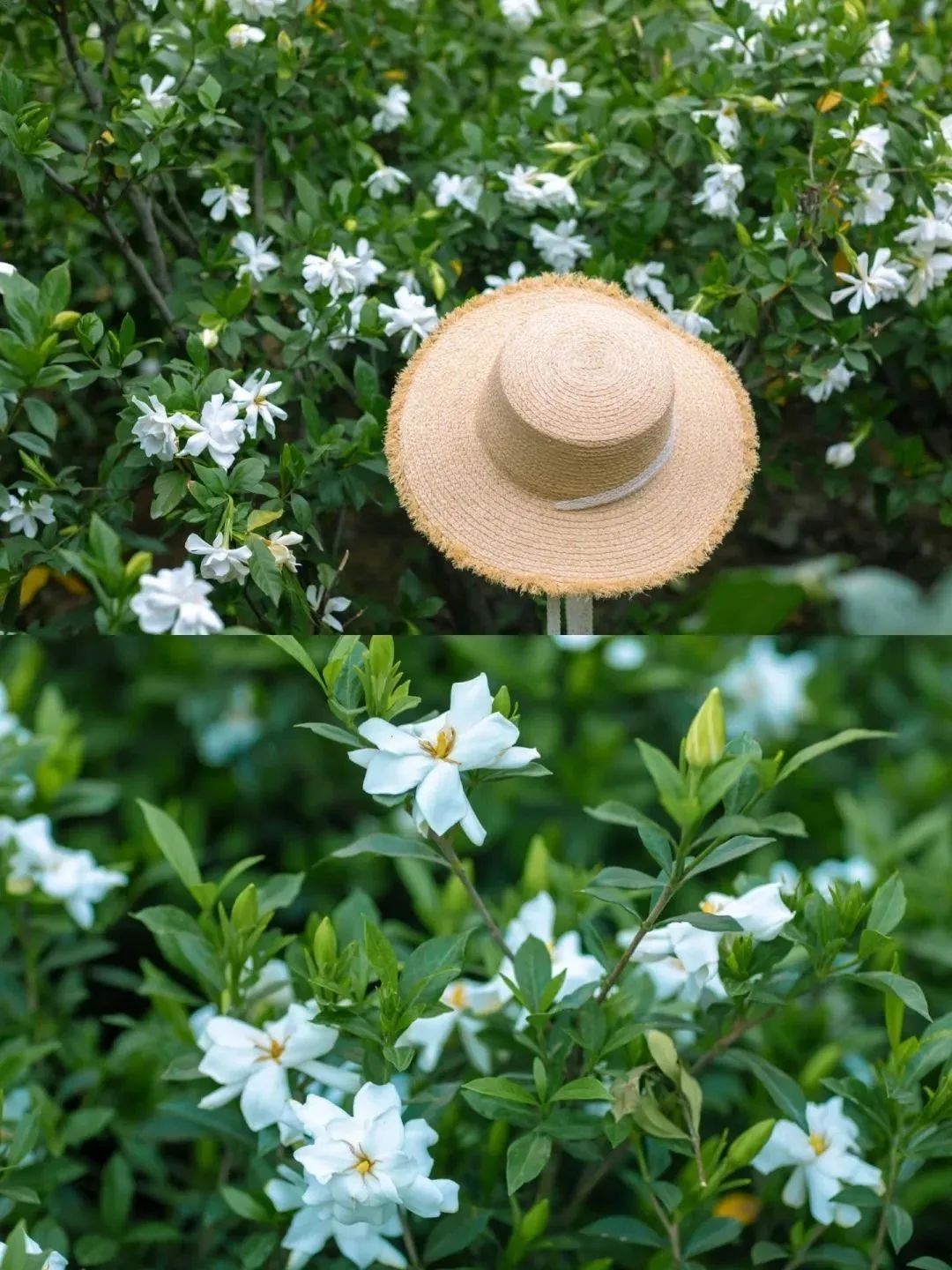 【江山·根與魂】【流年】離岸的花園（散文）