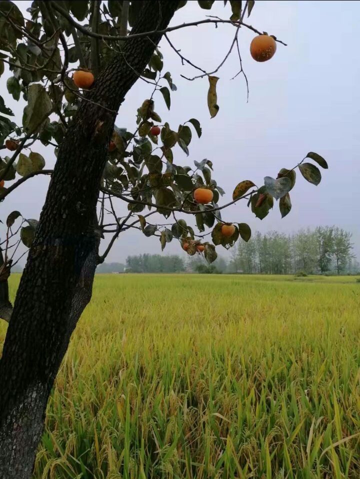 【八一】草根的姿態(tài)（散文·家園）