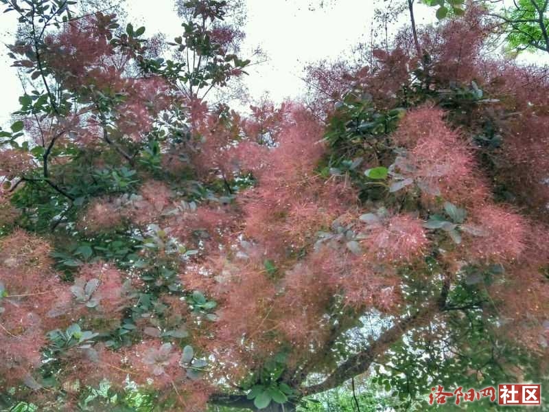 【丁香·丁香花開】 無名花樹（散文）